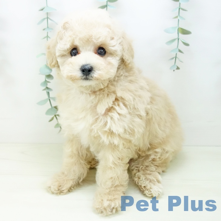 愛知県のトイプードル(トイ) (ペットプラス イオンモール豊川店/2025年11月3日生まれ/男の子/クリーム)の子犬の2枚目の画像