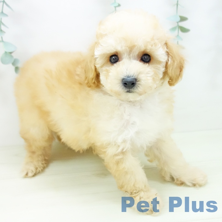 岐阜県のトイプードル(トイ) (ペットプラス 各務原店/2025年11月3日生まれ/男の子/アプリコット)の子犬の1枚目の画像