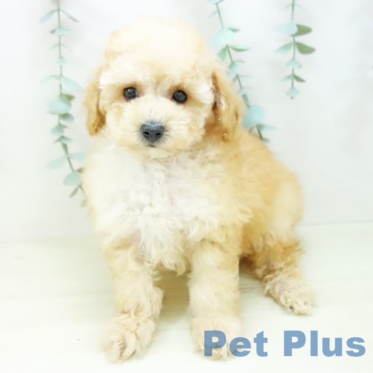 岐阜県のトイプードル(トイ) (ペットプラス 各務原店/2025年11月3日生まれ/男の子/アプリコット)の子犬の2枚目の画像