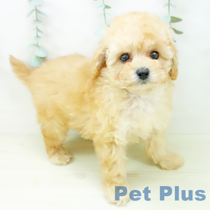 愛知県のトイプードル(トイ) (ペットプラス ナゴヤドーム前店/2025年11月3日生まれ/女の子/アプリコット)の子犬の2枚目の画像
