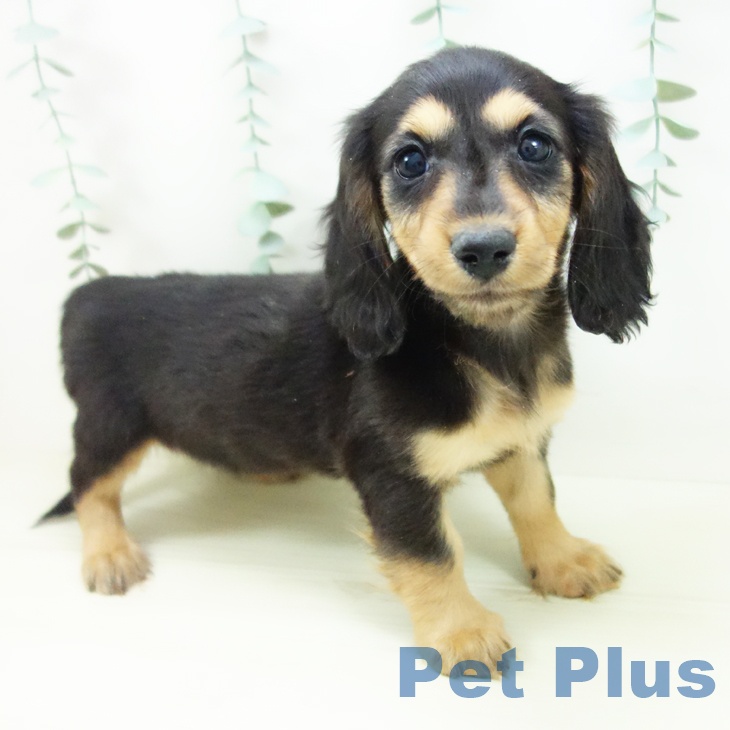 富山県のミニチュアダックスフンド(ロング) (ペットプラス 高岡店/2025年11月2日生まれ/女の子/ブラックタン)の子犬の1枚目の画像