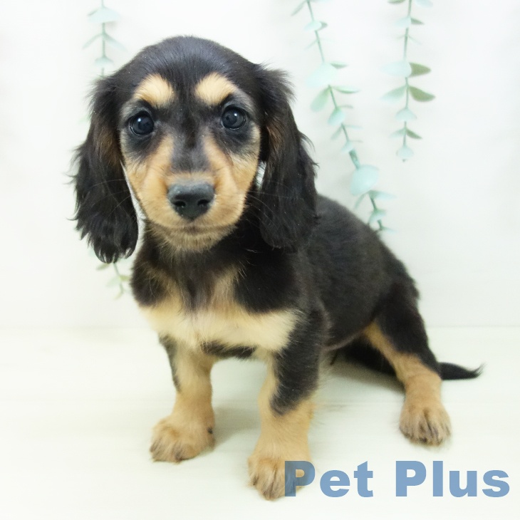 富山県のミニチュアダックスフンド(ロング) (ペットプラス 高岡店/2025年11月2日生まれ/女の子/ブラックタン)の子犬の2枚目の画像