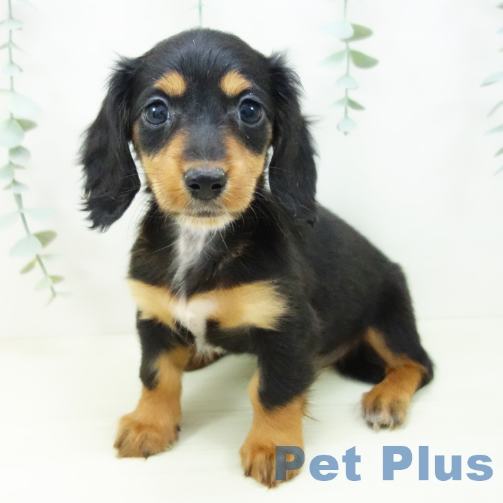 愛知県のミニチュアダックスフンド(ロング) (ペットプラス 豊田店/2025年11月2日生まれ/女の子/ブラックタン)の子犬の1枚目の画像