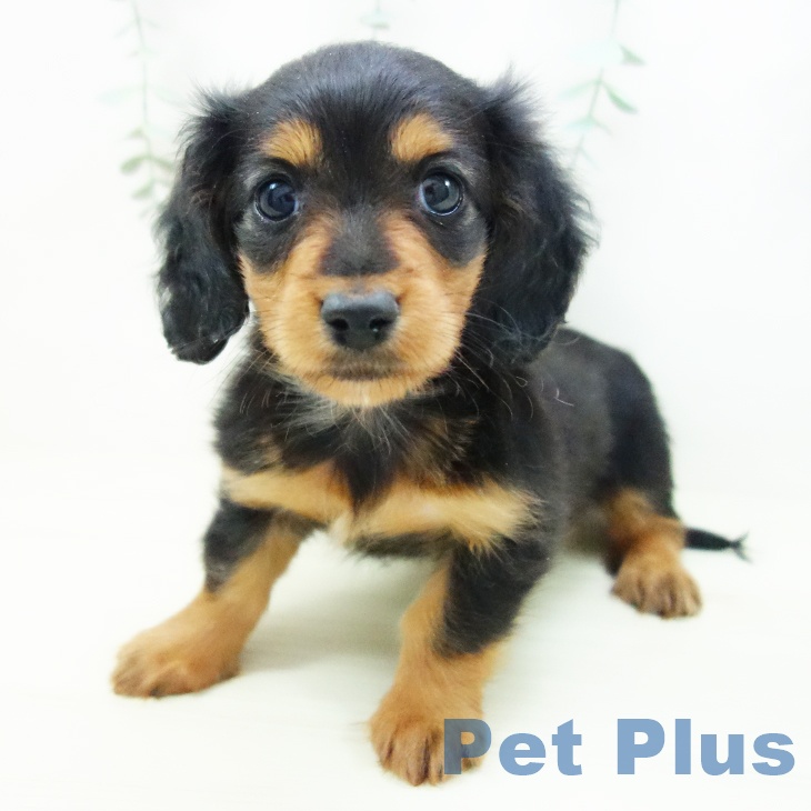 三重県のミニチュアダックスフンド(ロング) (ペットプラス 津南店/2025年11月2日生まれ/女の子/ブラックタン)の子犬の1枚目の画像