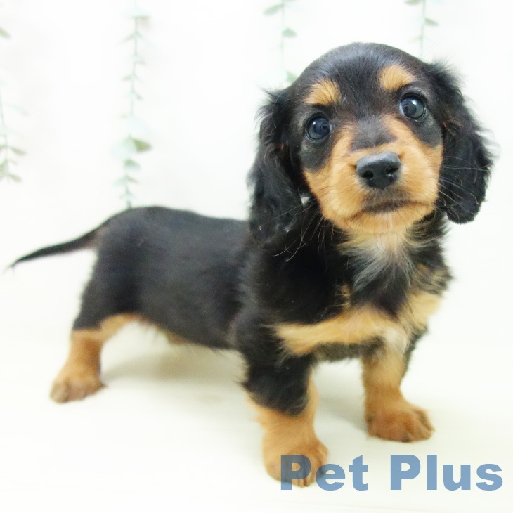 三重県のミニチュアダックスフンド(ロング) (ペットプラス 津南店/2025年11月2日生まれ/女の子/ブラックタン)の子犬の2枚目の画像