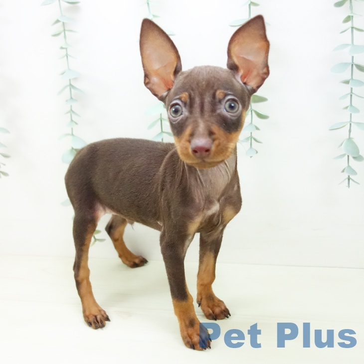 愛知県のミニチュアピンシャー (ペットプラス mozoワンダーシティ店/2025年11月3日生まれ/男の子/チョコレートタン)の子犬の1枚目の画像