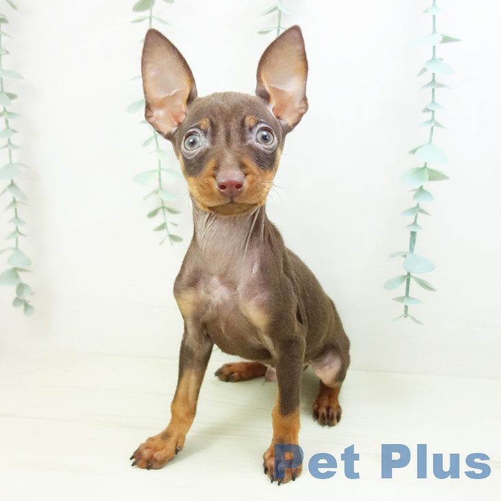 愛知県のミニチュアピンシャー (ペットプラス mozoワンダーシティ店/2025年11月3日生まれ/男の子/チョコレートタン)の子犬の2枚目の画像