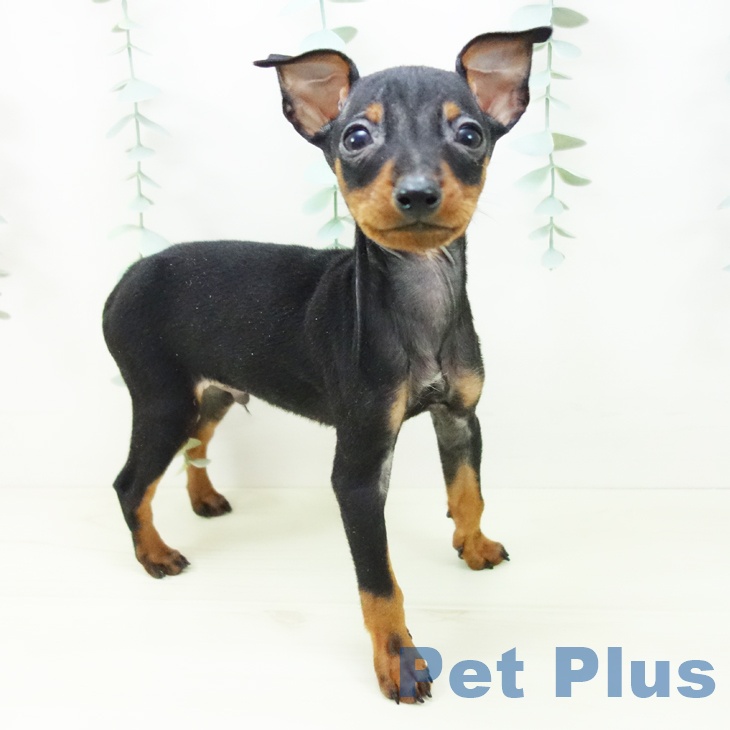 愛知県のミニチュアピンシャー (ペットプラス イオンモール豊川店/2025年11月3日生まれ/男の子/ブラックタン)の子犬の1枚目の画像