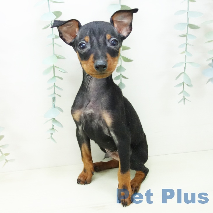 愛知県のミニチュアピンシャー (ペットプラス イオンモール豊川店/2025年11月3日生まれ/男の子/ブラックタン)の子犬の2枚目の画像