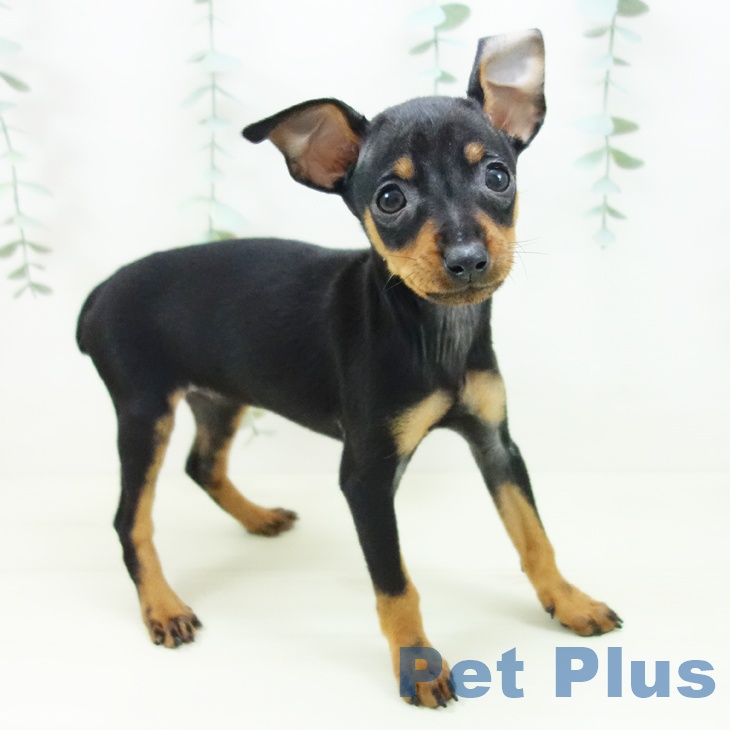 愛知県のミニチュアピンシャー (ペットプラス ナゴヤドーム前店/2025年11月3日生まれ/女の子/ブラックタン)の子犬の1枚目の画像