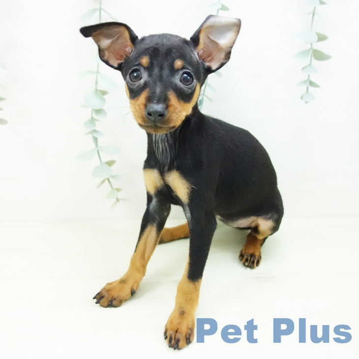 愛知県のミニチュアピンシャー (ペットプラス ナゴヤドーム前店/2025年11月3日生まれ/女の子/ブラックタン)の子犬の2枚目の画像