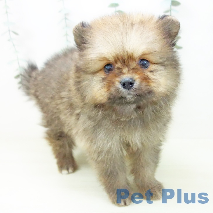 岐阜県のポメラニアン (ペットプラス 各務原店/2025年11月3日生まれ/男の子/オレンジセーブル)の子犬の1枚目の画像