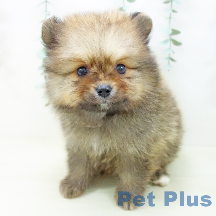 岐阜県のポメラニアン (ペットプラス 各務原店/2025年11月3日生まれ/男の子/オレンジセーブル)の子犬の2枚目の画像