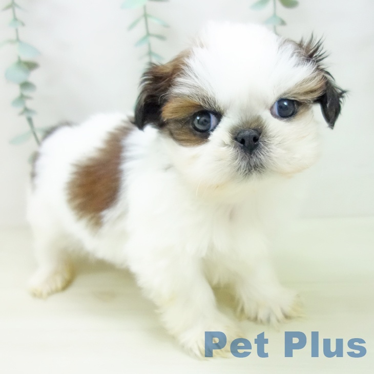 愛知県のシーズー (ペットプラス 岡崎店/2025年11月1日生まれ/男の子/ホワイトゴールド)の子犬の1枚目の画像