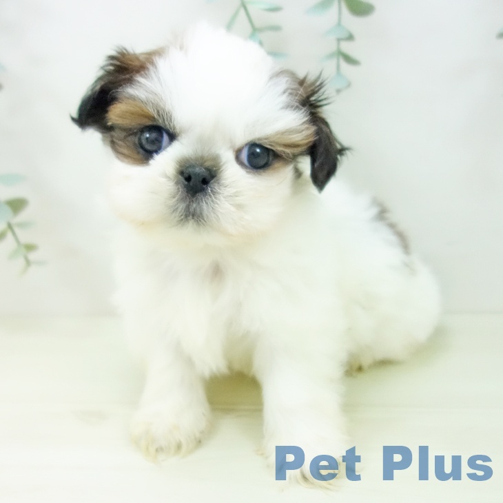 愛知県のシーズー (ペットプラス 岡崎店/2025年11月1日生まれ/男の子/ホワイトゴールド)の子犬の2枚目の画像