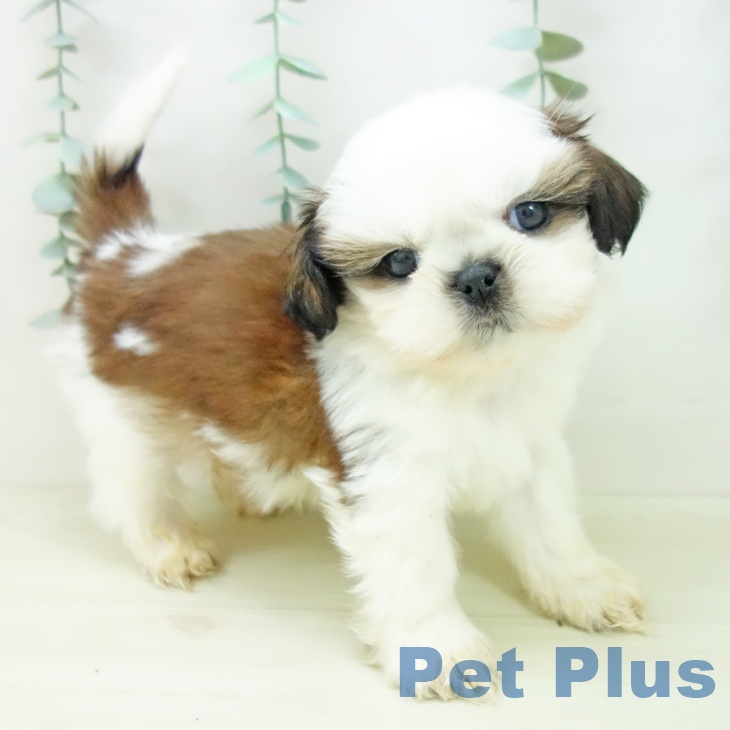 愛知県のシーズー (ペットプラス mozoワンダーシティ店/2025年11月1日生まれ/男の子/ホワイトゴールド)の子犬の1枚目の画像
