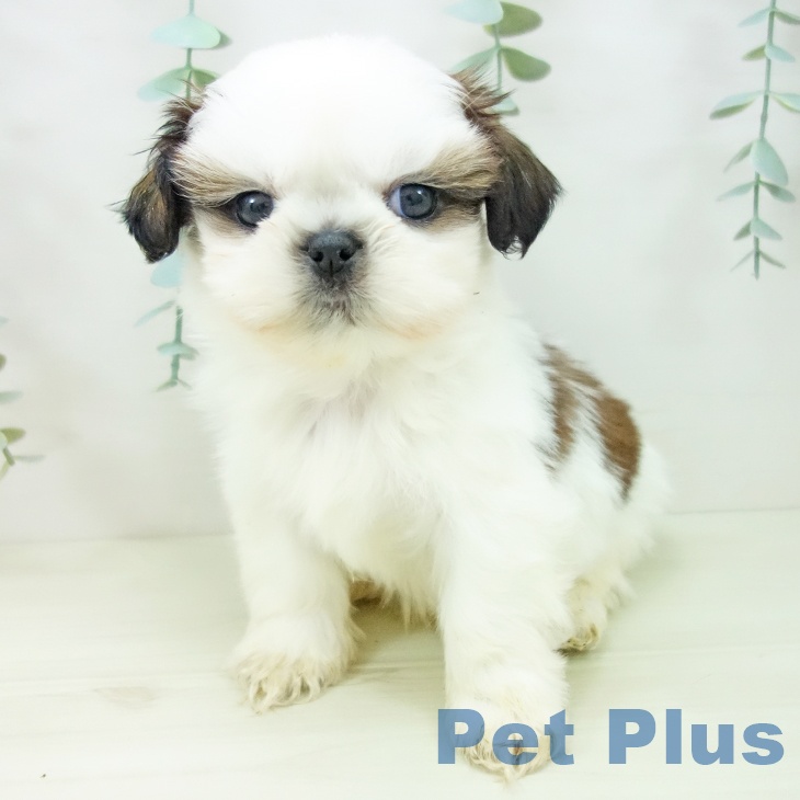 愛知県のシーズー (ペットプラス mozoワンダーシティ店/2025年11月1日生まれ/男の子/ホワイトゴールド)の子犬の2枚目の画像