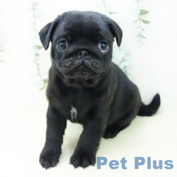 岐阜県のパグ (ペットプラス 各務原店/2025年11月3日生まれ/男の子/ブラック)の子犬の2枚目の画像