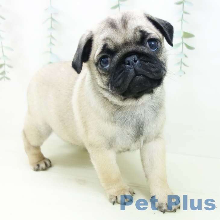 愛知県のパグ (ペットプラス ナゴヤドーム前店/2025年11月3日生まれ/女の子/フォーン)の子犬の1枚目の画像