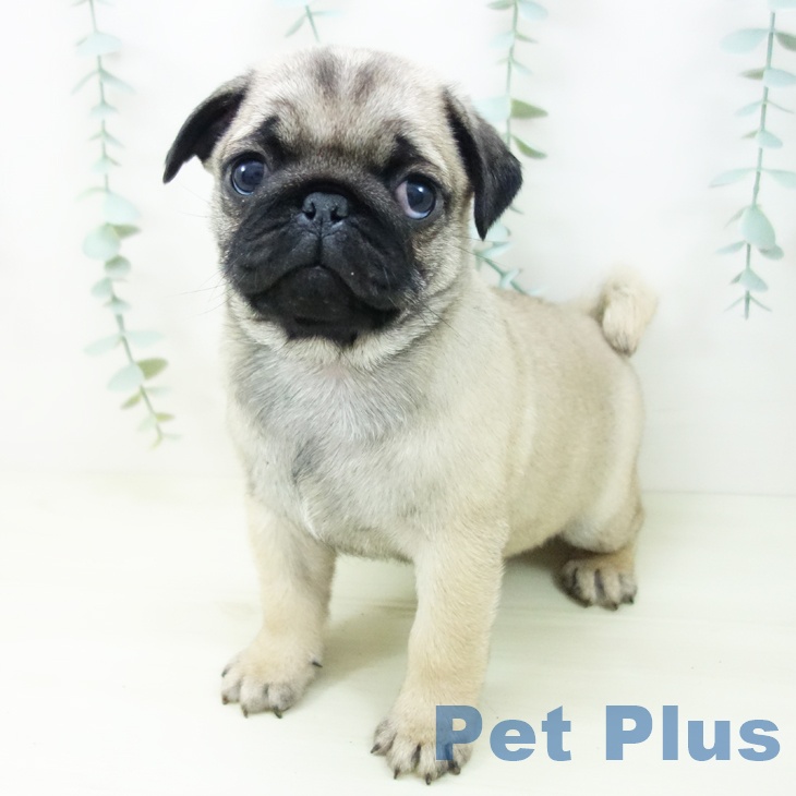 愛知県のパグ (ペットプラス ナゴヤドーム前店/2025年11月3日生まれ/女の子/フォーン)の子犬の2枚目の画像