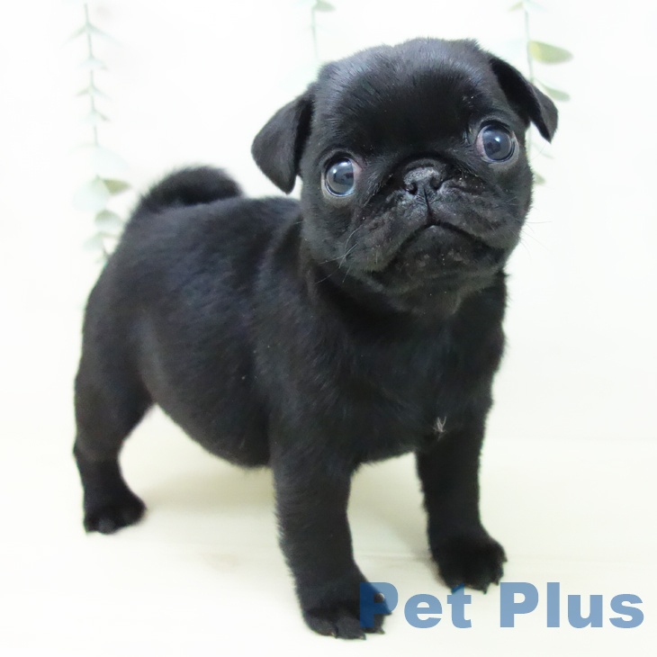 愛知県のパグ (ペットプラス ナゴヤドーム前店/2025年11月3日生まれ/女の子/ブラック)の子犬の1枚目の画像