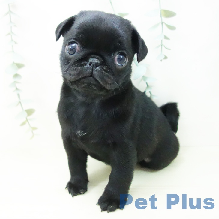 愛知県のパグ (ペットプラス ナゴヤドーム前店/2025年11月3日生まれ/女の子/ブラック)の子犬の2枚目の画像