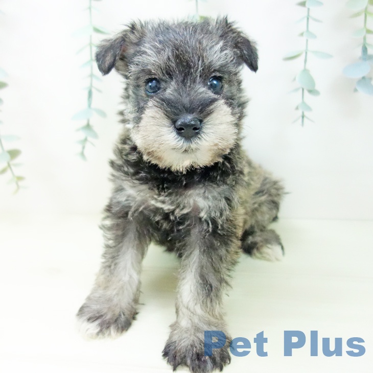 愛知県のミニチュアシュナウザー (ペットプラス 名古屋茶屋店/2025年11月3日生まれ/女の子/ソルトペッパー)の子犬の2枚目の画像