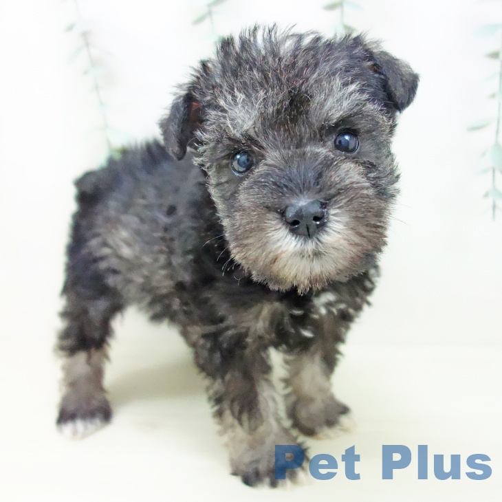 愛知県のミニチュアシュナウザー (ペットプラス イオンモール豊川店/2025年11月3日生まれ/女の子/ソルトペッパー)の子犬の1枚目の画像