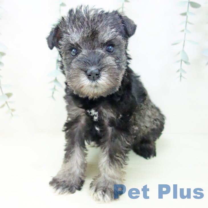 愛知県のミニチュアシュナウザー (ペットプラス イオンモール豊川店/2025年11月3日生まれ/女の子/ソルトペッパー)の子犬の2枚目の画像