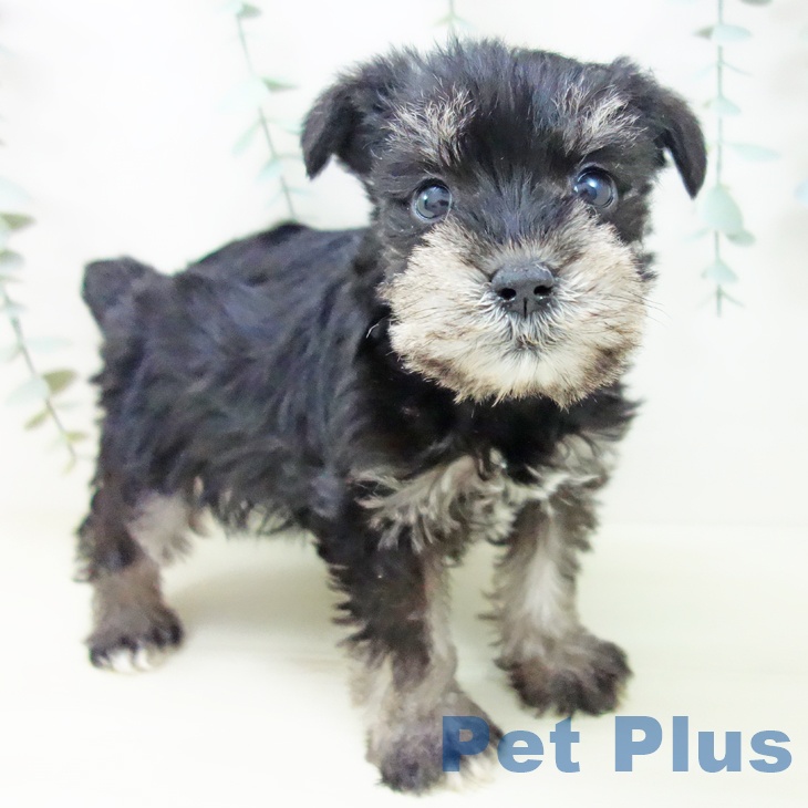 愛知県のミニチュアシュナウザー (ペットプラス 岡崎店/2025年11月3日生まれ/女の子/ブラックシルバー)の子犬の1枚目の画像