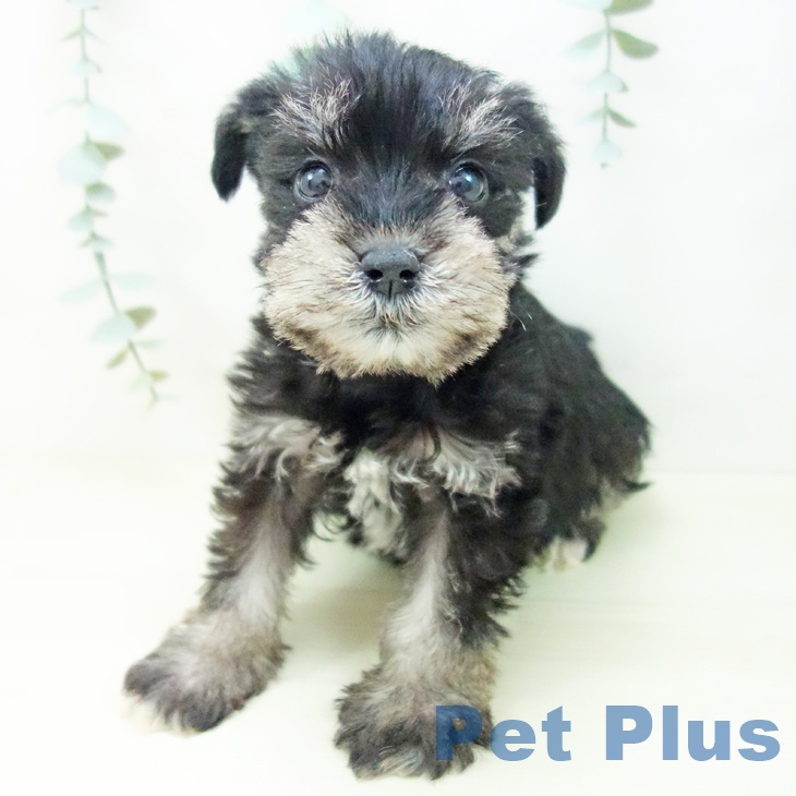 愛知県のミニチュアシュナウザー (ペットプラス 岡崎店/2025年11月3日生まれ/女の子/ブラックシルバー)の子犬の2枚目の画像