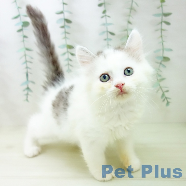 愛知県のサイベリアン (ペットプラス イオンモール長久手店/2025年10月29日生まれ/男の子/シルバータビーホワイト)の子猫の1枚目の画像
