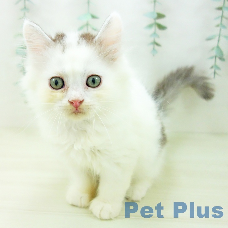 愛知県のサイベリアン (ペットプラス イオンモール長久手店/2025年10月29日生まれ/男の子/シルバータビーホワイト)の子猫の2枚目の画像
