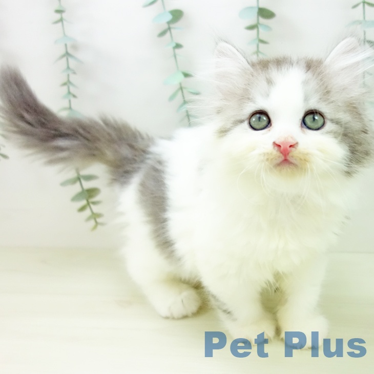 愛知県のサイベリアン (ペットプラス 岡崎店/2025年10月29日生まれ/男の子/シルバータビーホワイト)の子猫の1枚目の画像