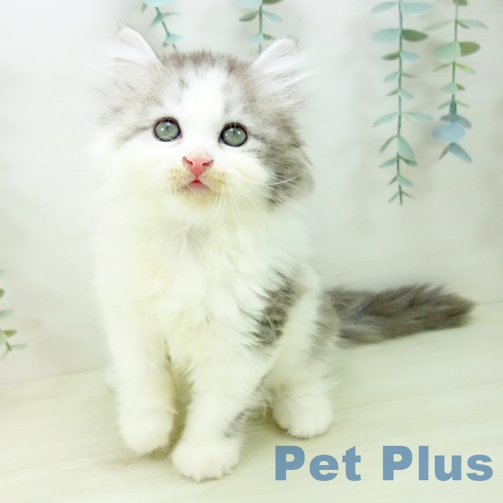 愛知県のサイベリアン (ペットプラス 岡崎店/2025年10月29日生まれ/男の子/シルバータビーホワイト)の子猫の2枚目の画像
