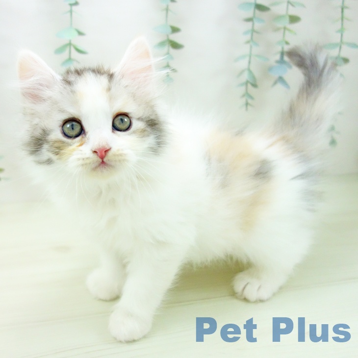 愛知県のサイベリアン (ペットプラス 則武新町店/2025年11月4日生まれ/女の子/シルバーパッチドタビーホワイト)の子猫の1枚目の画像