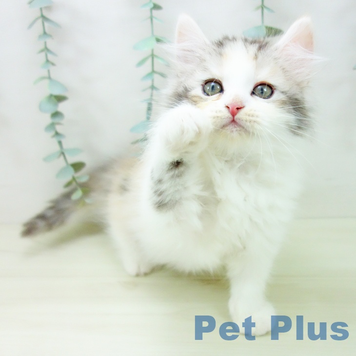 愛知県のサイベリアン (ペットプラス 則武新町店/2025年11月4日生まれ/女の子/シルバーパッチドタビーホワイト)の子猫の2枚目の画像