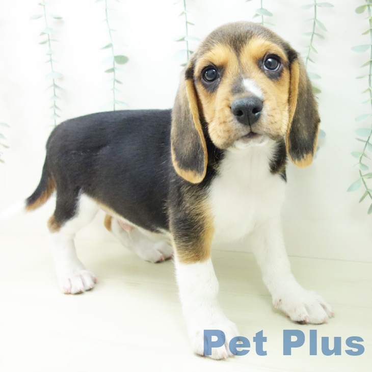 三重県のビーグル (ペットプラス 鈴鹿店/2025年11月1日生まれ/男の子/ハウンドカラー)の子犬の1枚目の画像