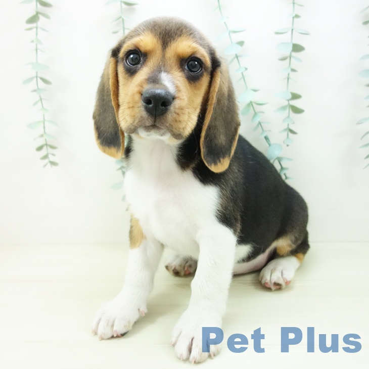 三重県のビーグル (ペットプラス 鈴鹿店/2025年11月1日生まれ/男の子/ハウンドカラー)の子犬の2枚目の画像