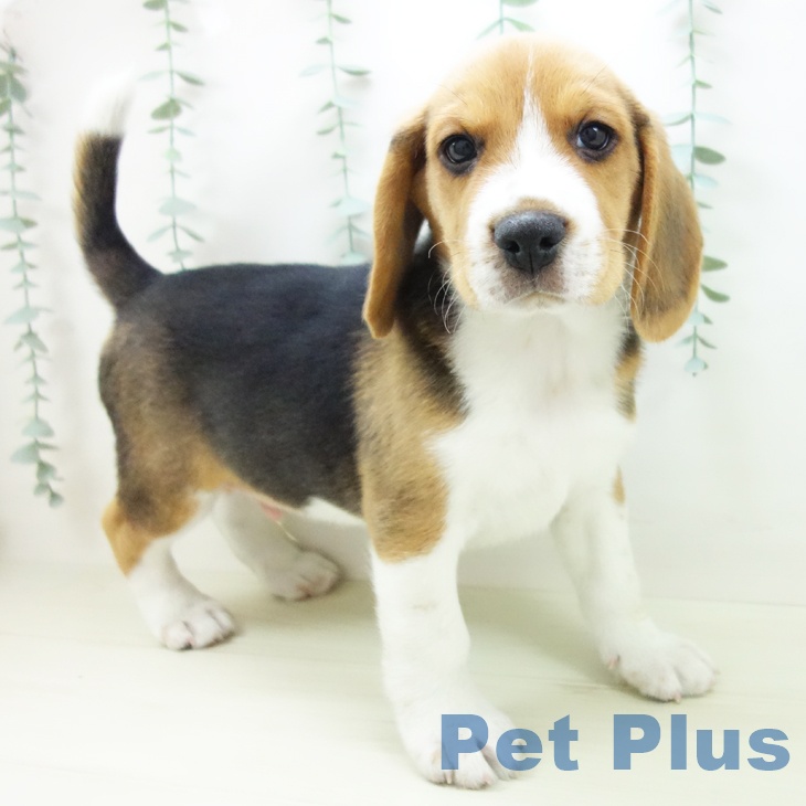 愛知県のビーグル (ペットプラス 豊橋牧野店/2025年11月1日生まれ/男の子/ハウンドカラー)の子犬の1枚目の画像