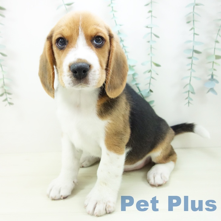 愛知県のビーグル (ペットプラス 豊橋牧野店/2025年11月1日生まれ/男の子/ハウンドカラー)の子犬の2枚目の画像
