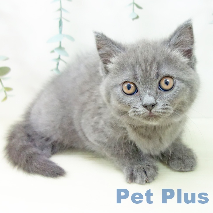 岐阜県のブリティッシュショートヘアー (ペットプラス 各務原店/2025年10月19日生まれ/女の子/ブルー)の子猫の1枚目の画像