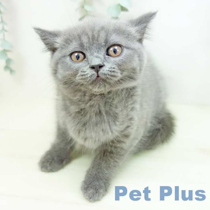 岐阜県のブリティッシュショートヘアー (ペットプラス 各務原店/2025年10月19日生まれ/女の子/ブルー)の子猫の2枚目の画像