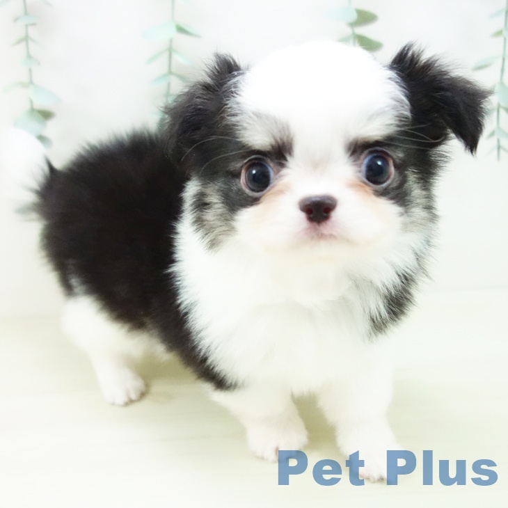 岐阜県のチワワ(ロング) (ペットプラス 各務原店/2025年11月1日生まれ/男の子/ブラックホワイトタン)の子犬の1枚目の画像