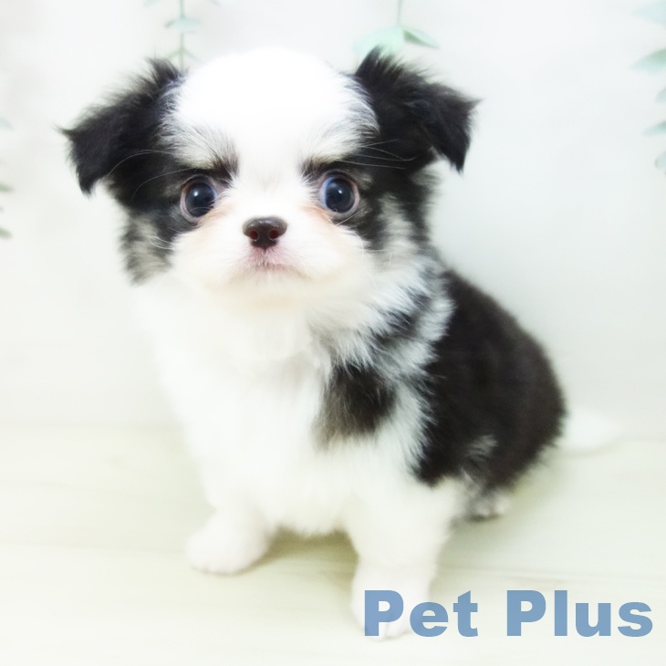 岐阜県のチワワ(ロング) (ペットプラス 各務原店/2025年11月1日生まれ/男の子/ブラックホワイトタン)の子犬の2枚目の画像