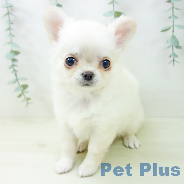 愛知県のチワワ(ロング) (ペットプラス mozoワンダーシティ店/2025年11月4日生まれ/女の子/クリームホワイト)の子犬の1枚目の画像