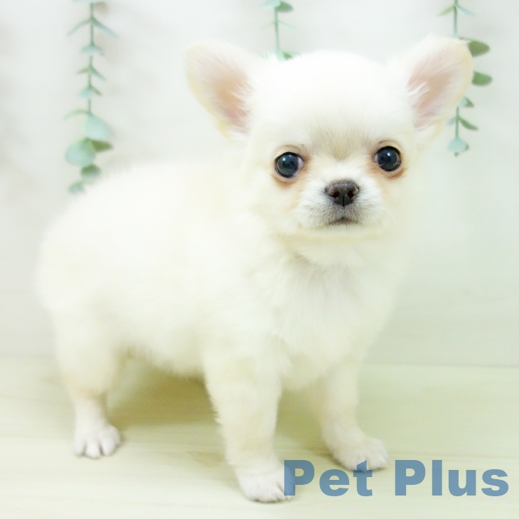 愛知県のチワワ(ロング) (ペットプラス mozoワンダーシティ店/2025年11月4日生まれ/女の子/クリームホワイト)の子犬の2枚目の画像