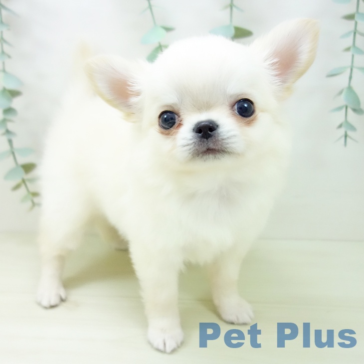 愛知県のチワワ(ロング) (ペットプラス ナゴヤドーム前店/2025年11月4日生まれ/女の子/クリームホワイト)の子犬の1枚目の画像