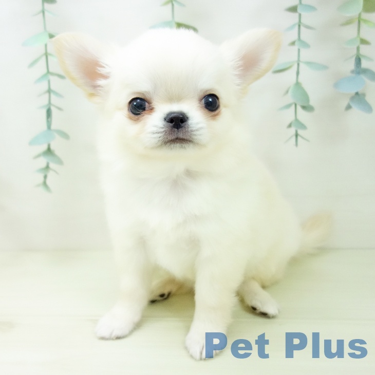 愛知県のチワワ(ロング) (ペットプラス ナゴヤドーム前店/2025年11月4日生まれ/女の子/クリームホワイト)の子犬の2枚目の画像
