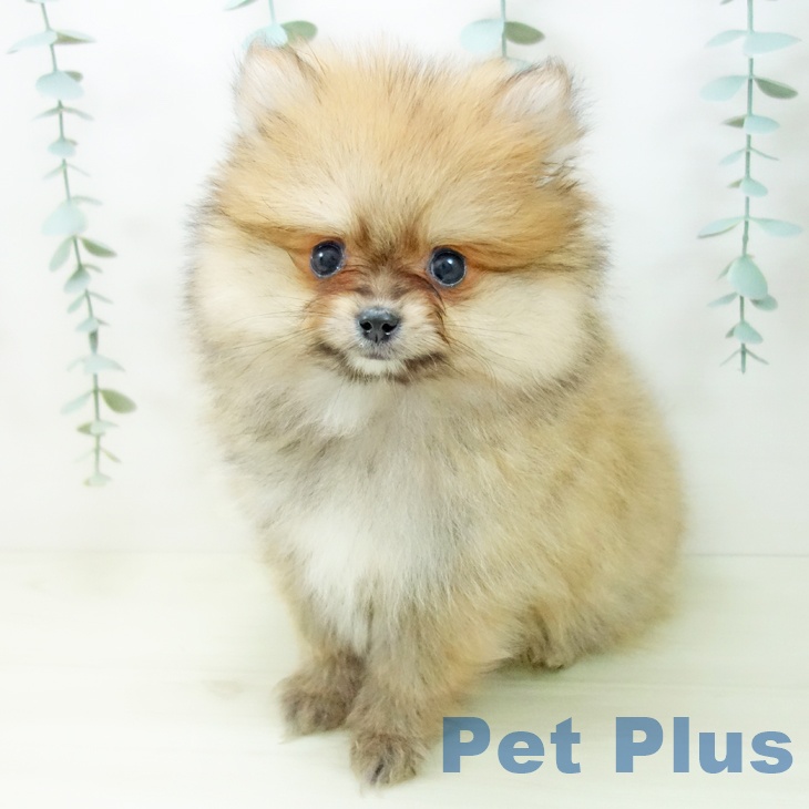 愛知県のポメラニアン (ペットプラス mozoワンダーシティ店/2025年11月6日生まれ/男の子/オレンジ)の子犬の1枚目の画像